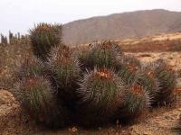 Copiapoa_marginata_GM_1423.jpg