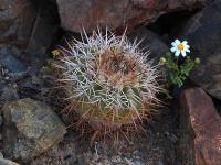 Copiapoa_marginata_GM_1452.7.jpg