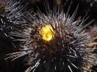 Copiapoa_marginata_GM_1567.3.jpg