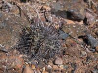 Copiapoa_marginata_bridgesii_GM_1566.jpg
