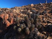 Copiapoa_marginata_bridgesii_GM_1567.jpg