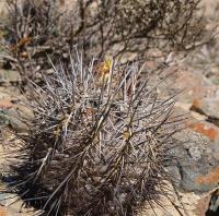 Copiapoa_megarhiza_Borealis_GM_1189.1.jpg