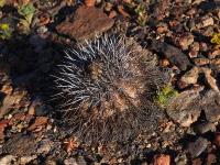 Copiapoa_megarhiza_Borealis_GM_1455.8.jpg