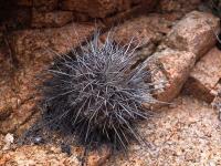 Copiapoa_megarhiza_Borealis_GM_1456.1.jpg
