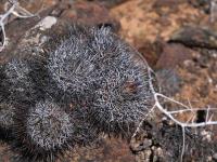 Copiapoa_megarhiza_borealis_GM_1567.4.jpg