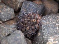 Copiapoa_papasoensis_GM_1412.1.jpg