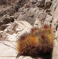 Copiapoa_rubriflora_GM_1175.jpg