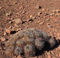 Copiapoa_rupestris_GM_1172.jpg