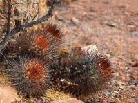 Copiapoa_rupestris_GM_1415.4.jpg