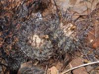 Copiapoa_sarcoana_GM_1580.3.jpg