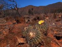 Copiapoa_sarcoana_GM_1582.1.jpg