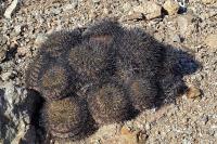Copiapoa_serpentisulcata_GM_1165.3.jpg