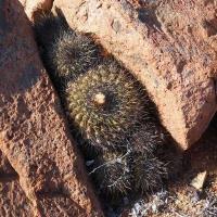 Copiapoa_serpentisulcata_GM_1565.jpg