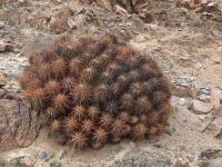 Copiapoa_solaris_GM_1408.jpg