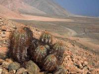 Copiapoa_solaris_GM_1409.2.jpg