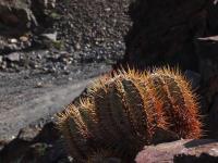 Copiapoa_solaris_GM_1440.jpg