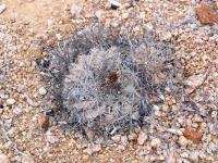 Copiapoa_sp._Guanillos_GM_1563.jpg