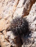 Copiapoa_taltalensis_GM_1452.2.jpg