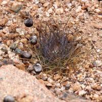 Copiapoa_taltalensis_GM_1559.jpg