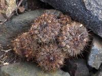Copiapoa_tenuissima_GM_1411.jpg