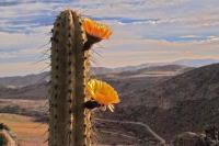 Corryocactus_brevistylus_GM_1376.28.jpg