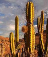 Corryocactus_brevistylus_GM_1376.30.jpg