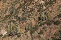 Corryocactus_brevistylus_GM_1387.2.jpg