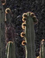 Corryocactus_brevistylus_GM_1400.1.jpg