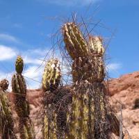 Corryocactus_brevistylus_GM_1547.5.jpg