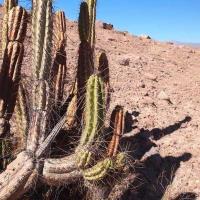 Corryocactus_brevistylus_GM_1551.3.jpg