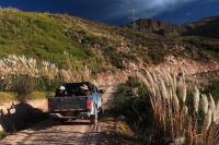 Cortaderia_selloana_GM_1383.10.jpg