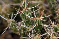 Corynopuntia_aggeria_GM_1334.11.jpg