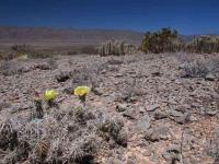 Corynopuntia_bulbispina_GM_1495.5.jpg