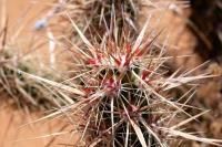 Corynopuntia_clavata_GM__1316.1.jpg