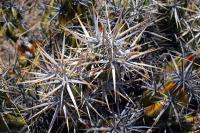 Corynopuntia_invicta_GM_1287.3.jpg