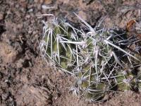 Corynopuntia_moelleriana_GM_1496.3.jpg