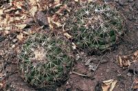 Coryphantha_bumamma_GM_540.1.jpg