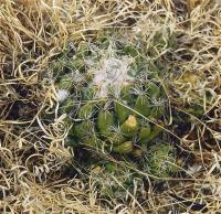 Coryphantha_calipensis_GM_520.jpg