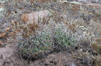 Coryphantha_clavata_GM_1028.jpg