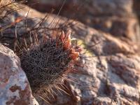 Coryphantha_clavata_GM_1365.3.jpg