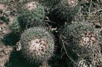 Coryphantha_clavata_GM_549.jpg