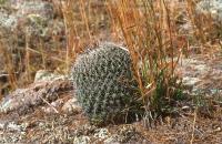 Coryphantha_clavata_GM_760.1.jpg