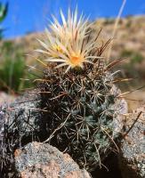 Coryphantha_clavata_ssp._stipitata_GM_714.1.jpg
