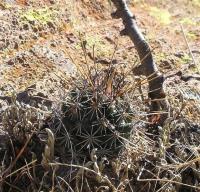 Coryphantha_clavata_ssp._stipitata_GM_935.1.jpg