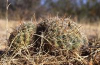 Coryphantha_compacta_GM_689.jpg
