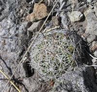 Coryphantha_compacta_GM_973.3.jpg