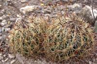 Coryphantha_cornifera_GM_1037.jpg