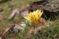Coryphantha_cornifera_GM_1371.5.jpg