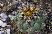 Coryphantha_cornifera_GM_1371.7.jpg