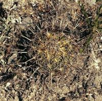 Coryphantha_cornifera_GM_513.1.jpg